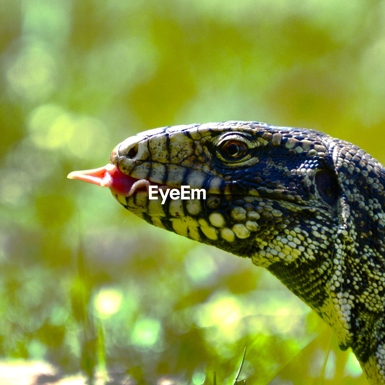 animal themes, one animal, animal, animal wildlife, wildlife, reptile, animal body part, lizard, close-up, no people, animal head, nature, side view, profile view, macro photography, focus on foreground, green, outdoors, day