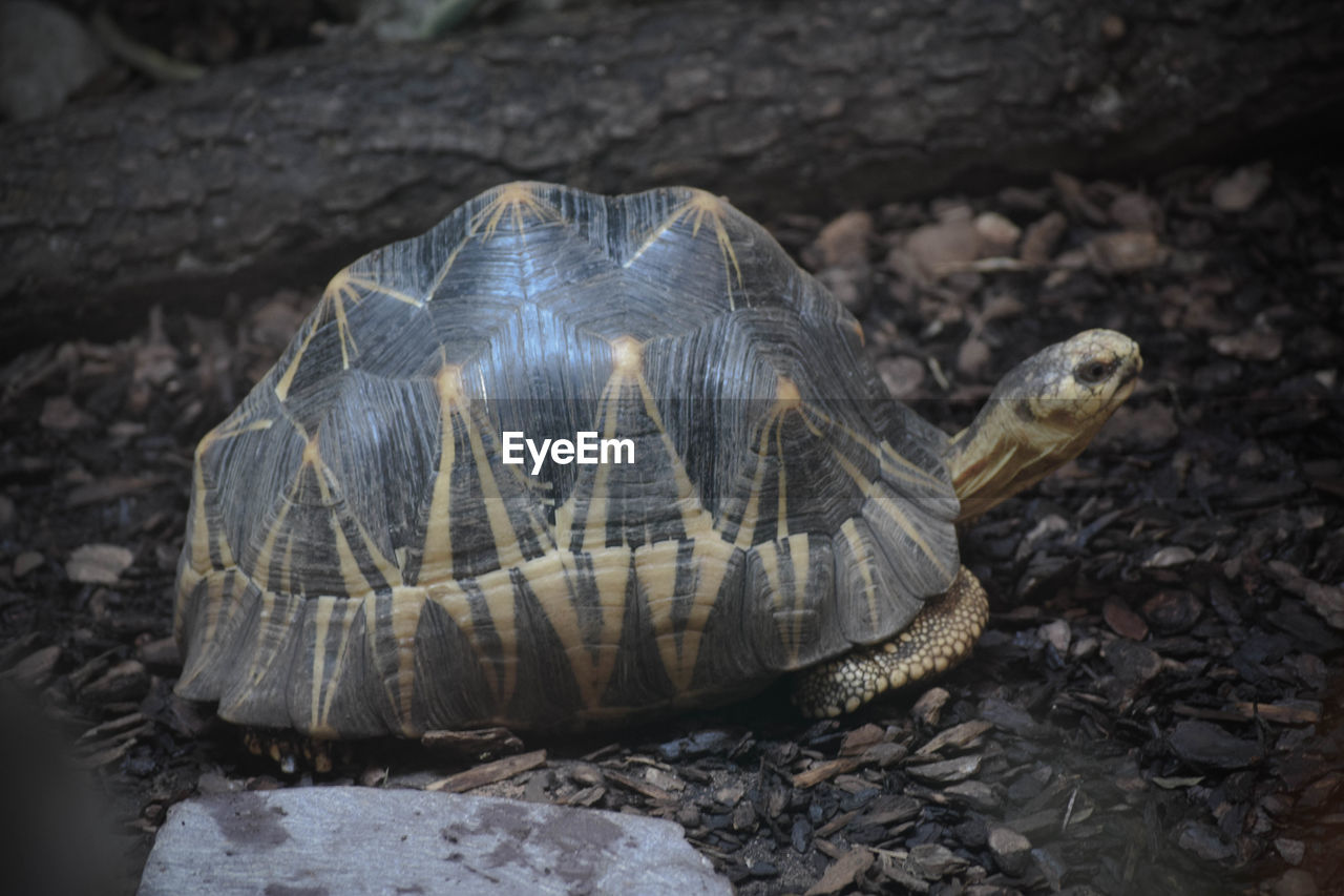 Close-up of turtle in water