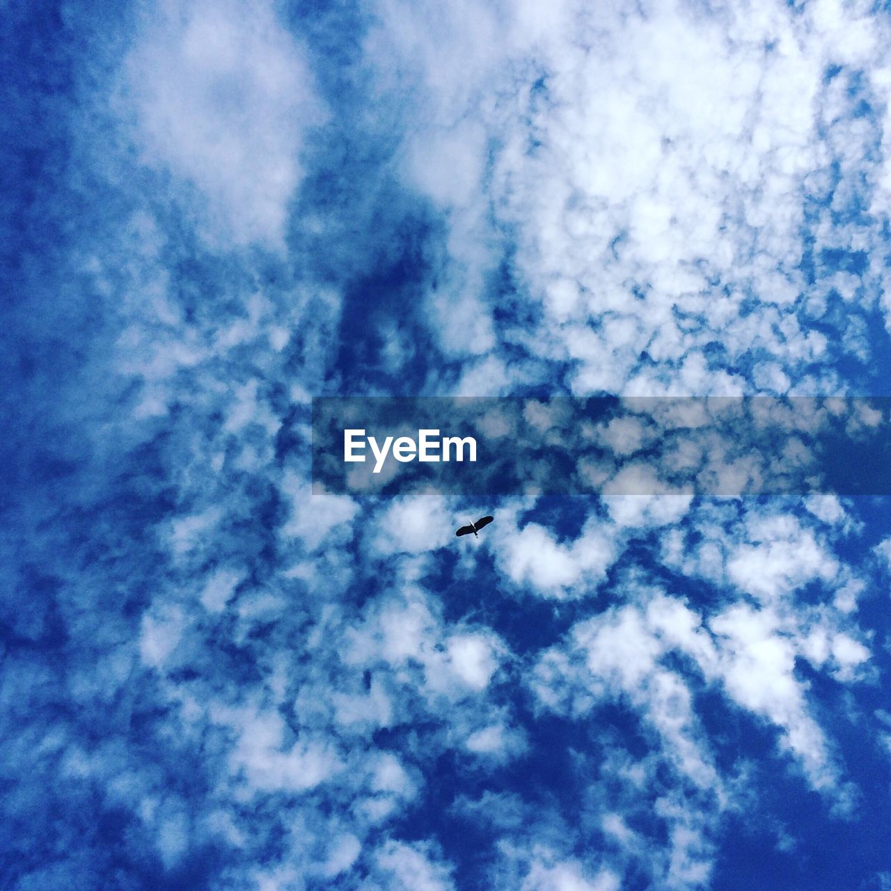 LOW ANGLE VIEW OF BIRD FLYING IN SKY