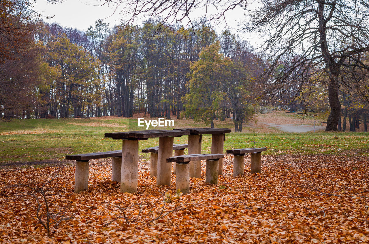 Bench in park during autumn