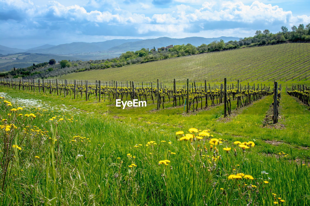 Scenic view of field against sky