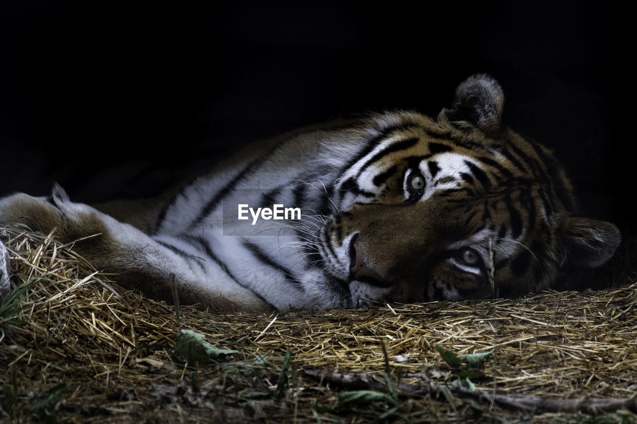 CAT LYING ON A LAND