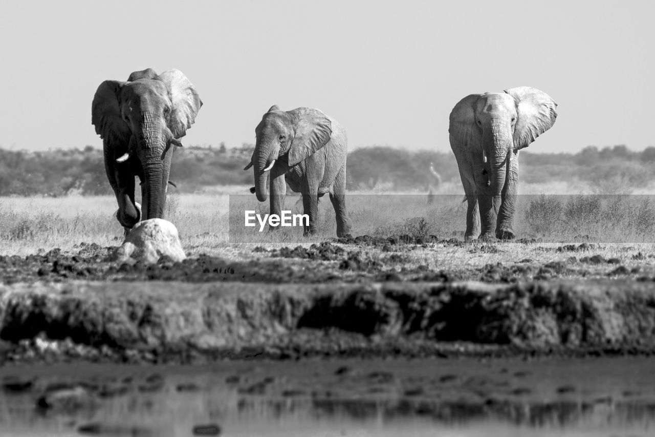 View of elephant on field