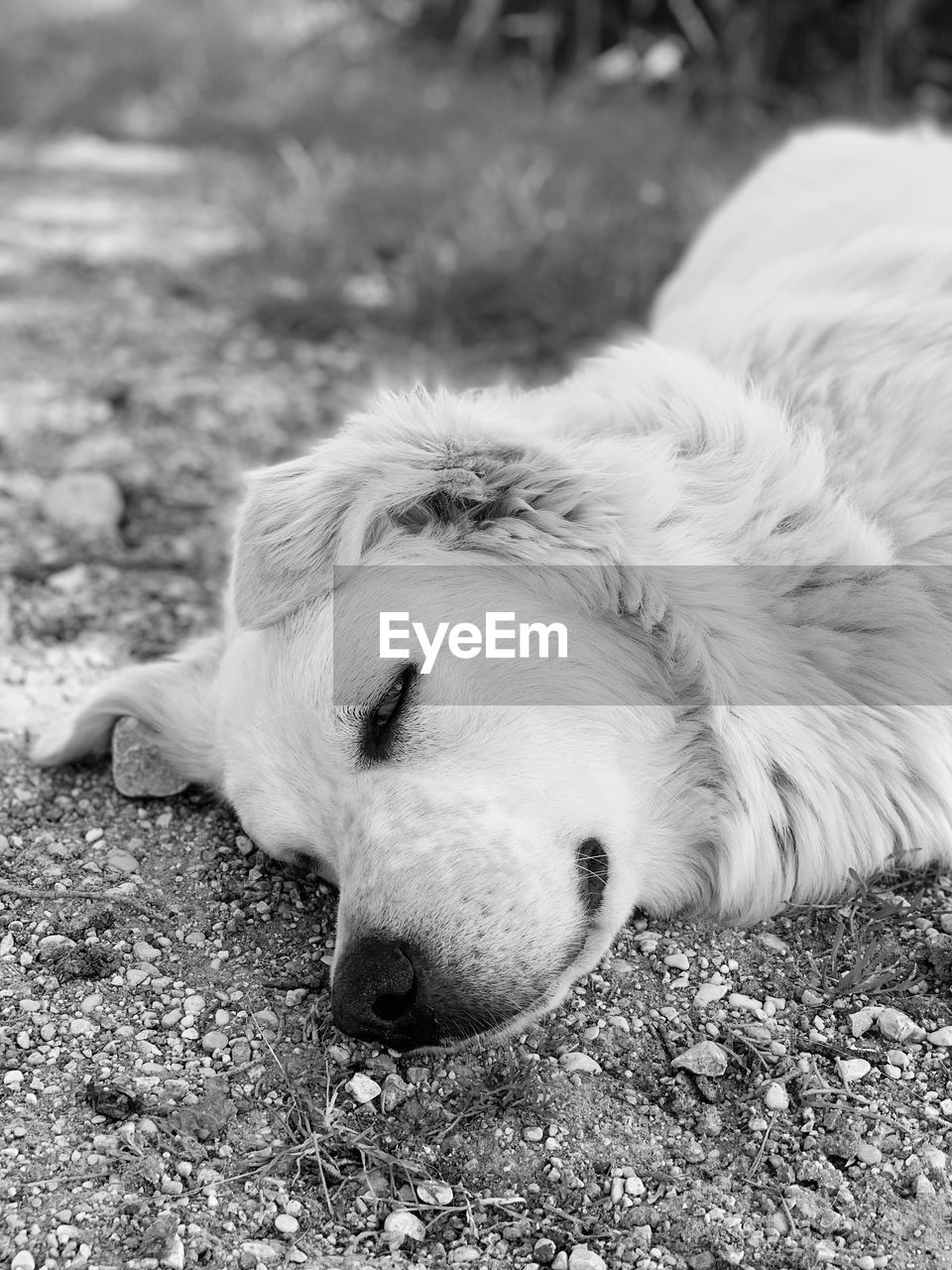 CLOSE-UP OF A DOG SLEEPING ON LAND