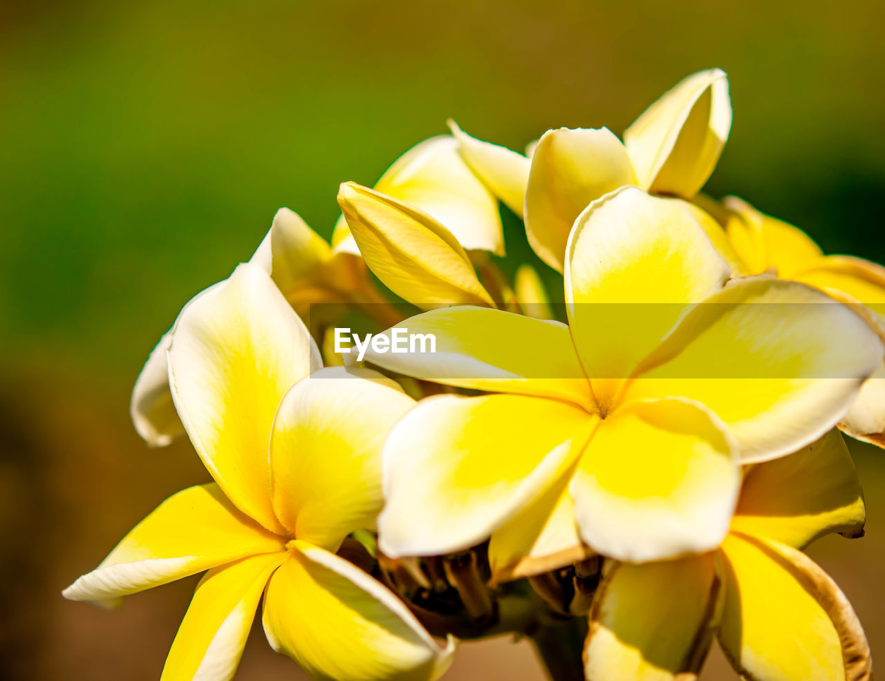 Yellow flower frangipani, also called plumeria, genus of flowering plants in the family apocynaceae