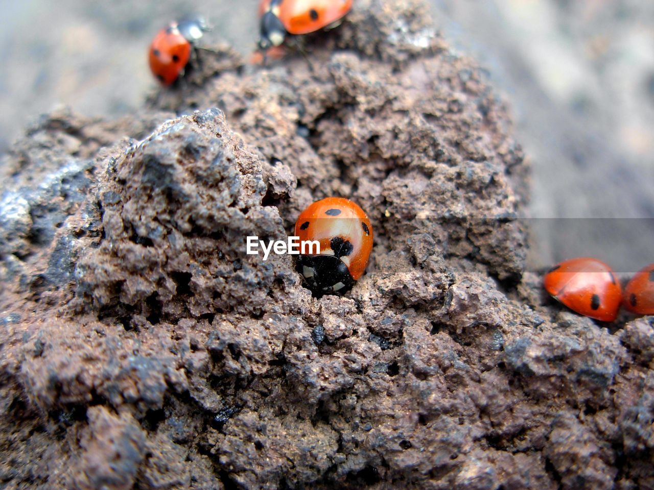 ladybug, animal themes, animal wildlife, beetle, animal, insect, macro photography, wildlife, no people, nature, close-up, day, group of animals, soil, outdoors, food, focus on foreground, orange color, selective focus, red, land, rock, food and drink