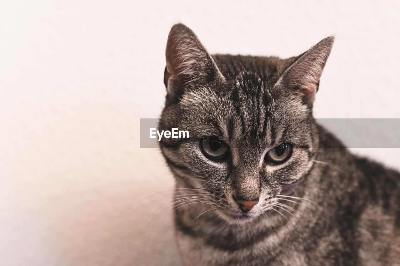 CLOSE-UP PORTRAIT OF CAT AGAINST WALL