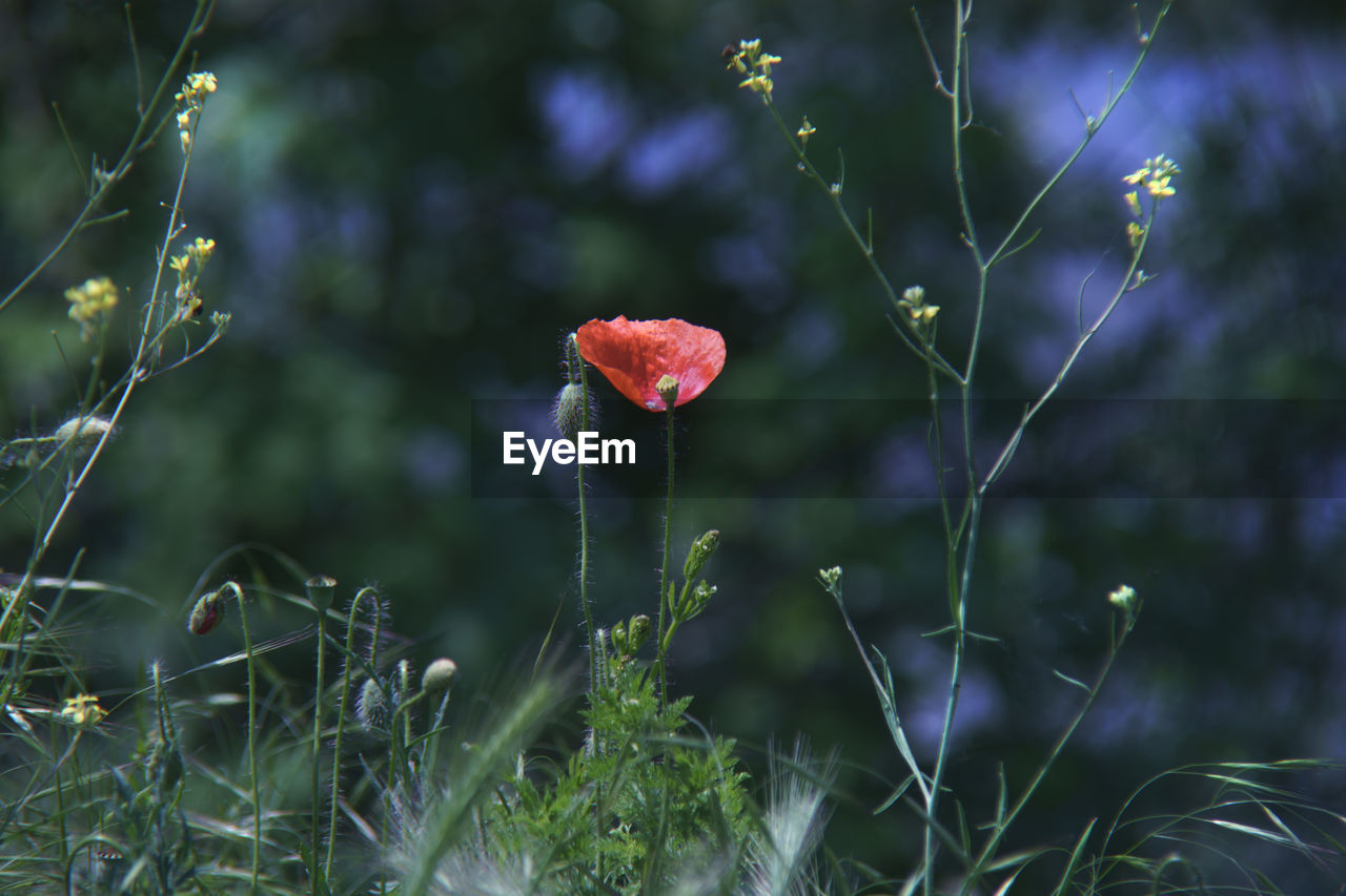 plant, nature, flower, beauty in nature, flowering plant, grass, growth, freshness, meadow, no people, land, wildflower, macro photography, close-up, red, fragility, focus on foreground, outdoors, leaf, food, green, forest, day, tree, environment, selective focus, field, vegetable, tranquility