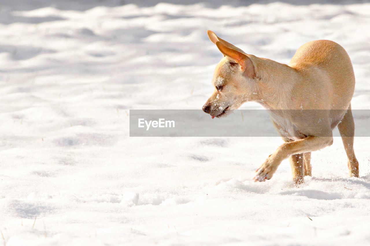 Chihuahua walking on snowy field