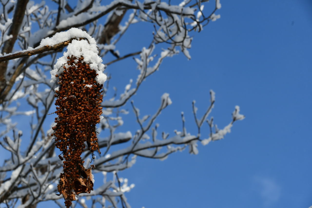 winter, tree, plant, branch, nature, flower, sky, snow, no people, low angle view, cold temperature, beauty in nature, frost, day, blue, focus on foreground, close-up, outdoors, growth, twig, food, leaf, frozen, spring, food and drink, clear sky, freezing