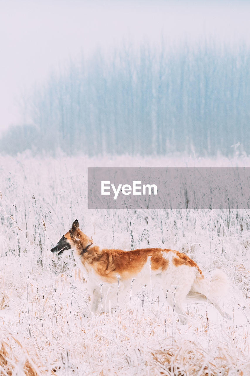 side view of dog standing on snow covered field