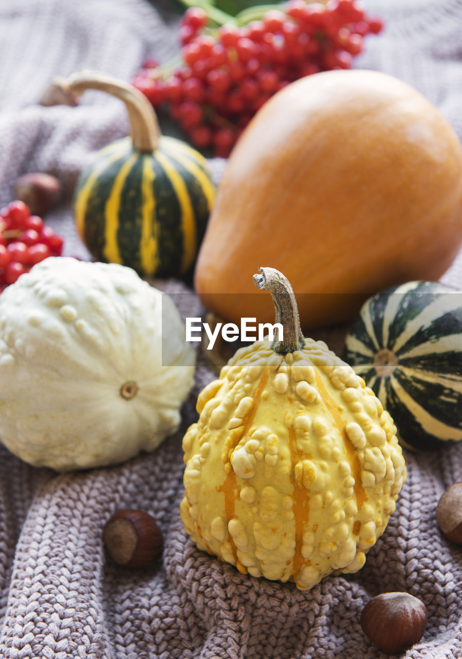 A rustic autumn still life with pumpkins on knitted textile background