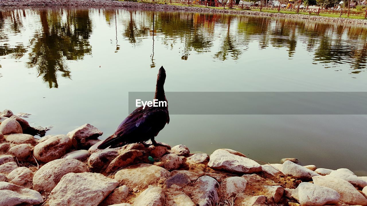 BIRD BY LAKE