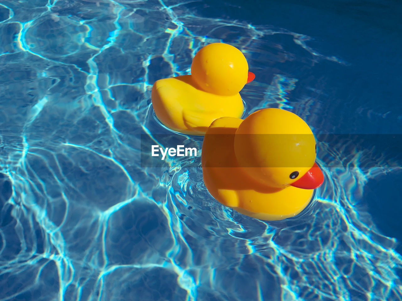 Two yellow toy ducks afloat drifting away from each other in an outdoor swimming pool on a sunny day