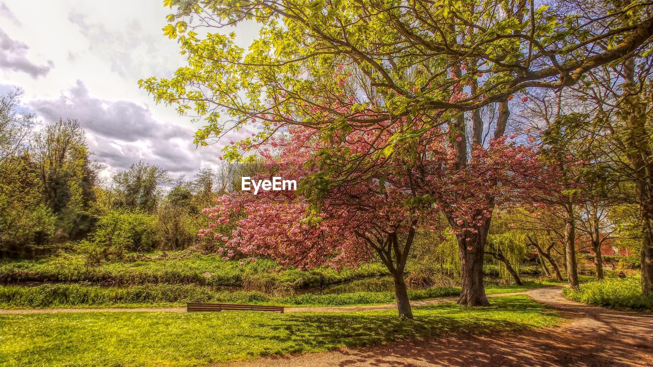VIEW OF FLOWERING TREES IN FOREST
