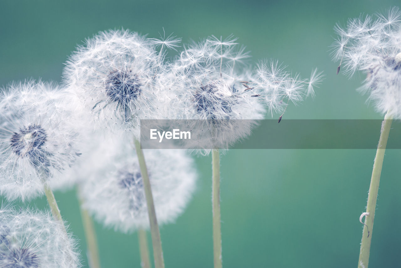 CLOSE-UP OF DANDELION AGAINST WHITE BACKGROUND