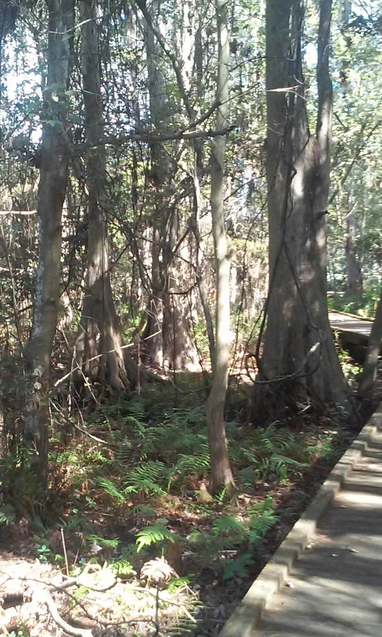 VIEW OF TREES IN FOREST