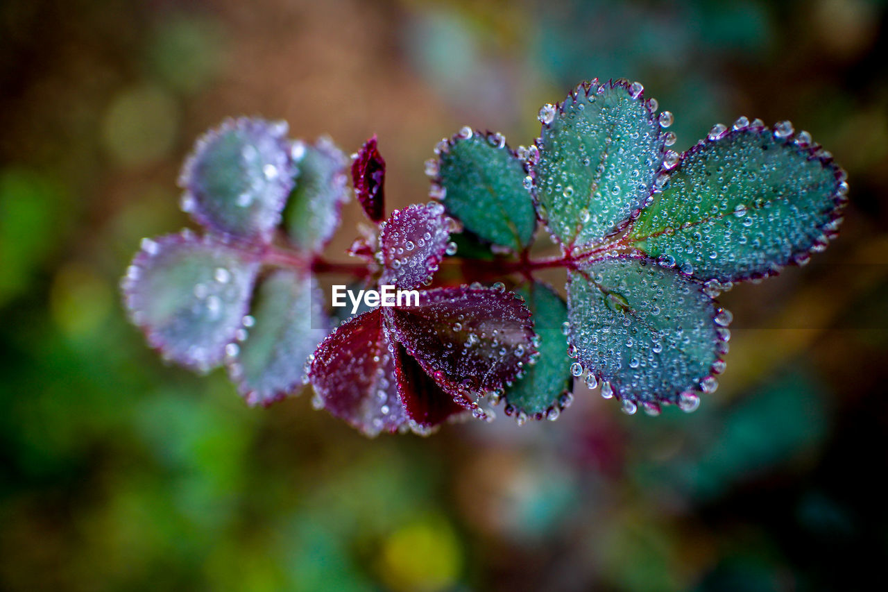 Close-up of wet purple flowering plant