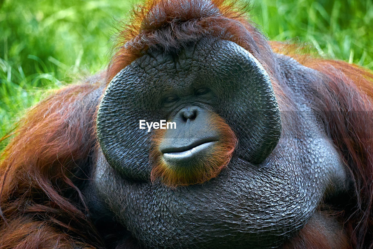 Close-up portrait of a big ape
