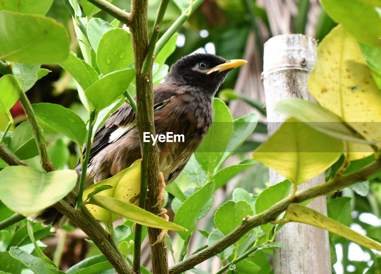 CLOSE-UP OF BIRD PERCHING ON A PLANT