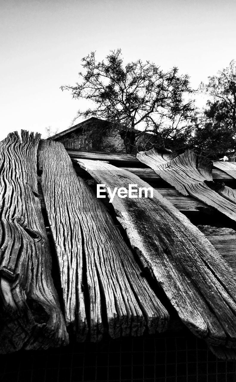 LOW ANGLE VIEW OF TREES AGAINST SKY