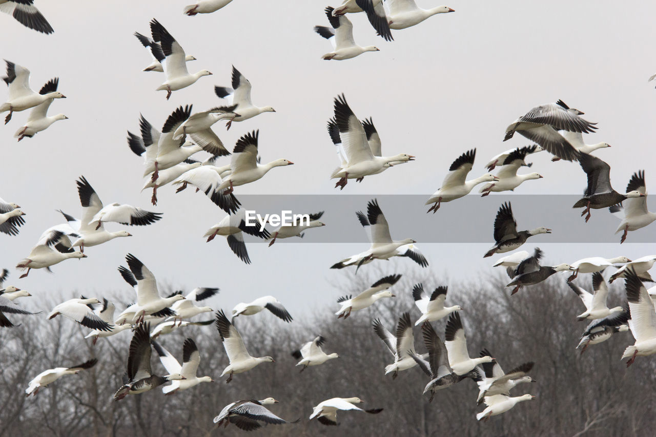 LOW ANGLE VIEW OF BIRDS IN THE SKY