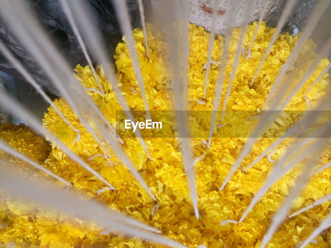 Close-up of yellow flowers garland for sale