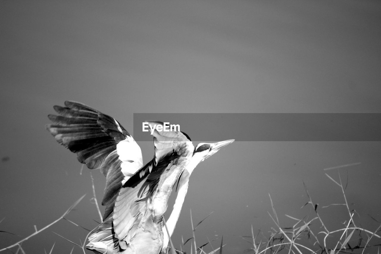 Side view of heron perching beside pond