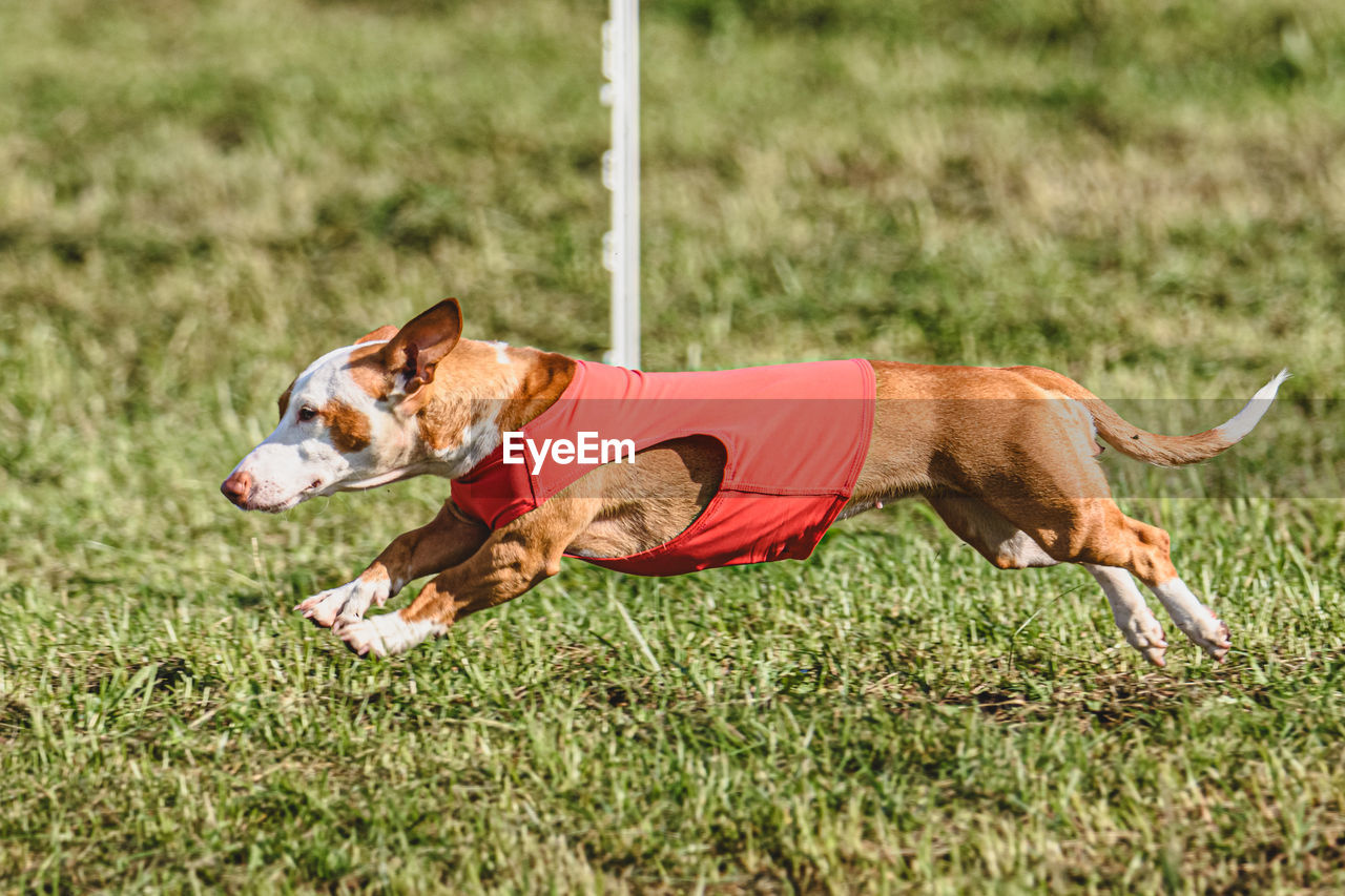animal themes, animal, one animal, pet, mammal, dog, domestic animals, canine, grass, plant, nature, day, field, outdoors, no people, motion, sunlight, pet clothing, green, running, land