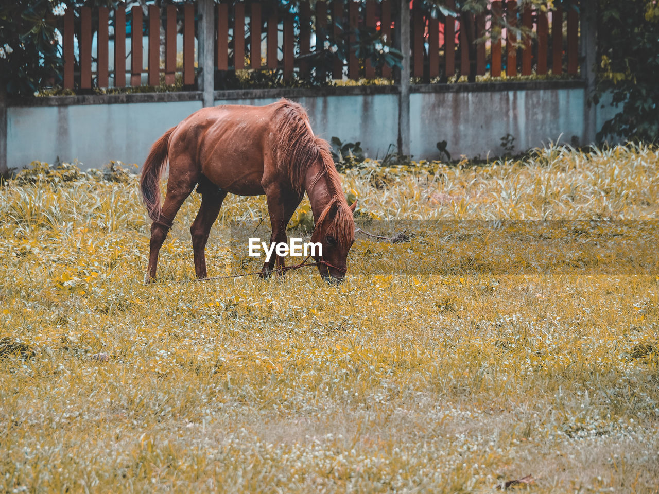 Side view of horse grazing on field