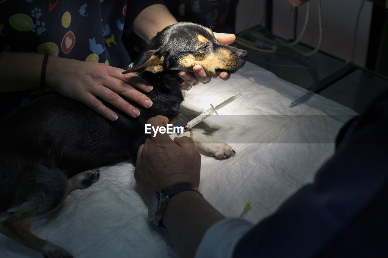 Cropped image of veterinarians examining dog in clinic