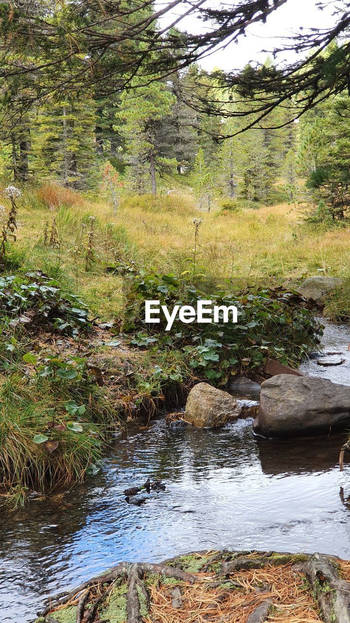 SCENIC VIEW OF STREAM IN FOREST