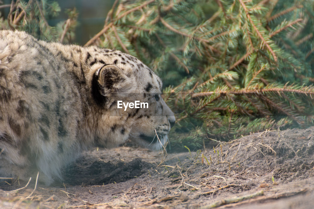 CLOSE-UP OF A CAT LYING ON LAND