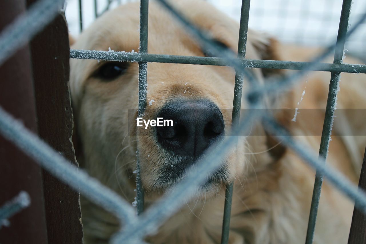 CLOSE-UP OF BROWN DOG IN CAGE