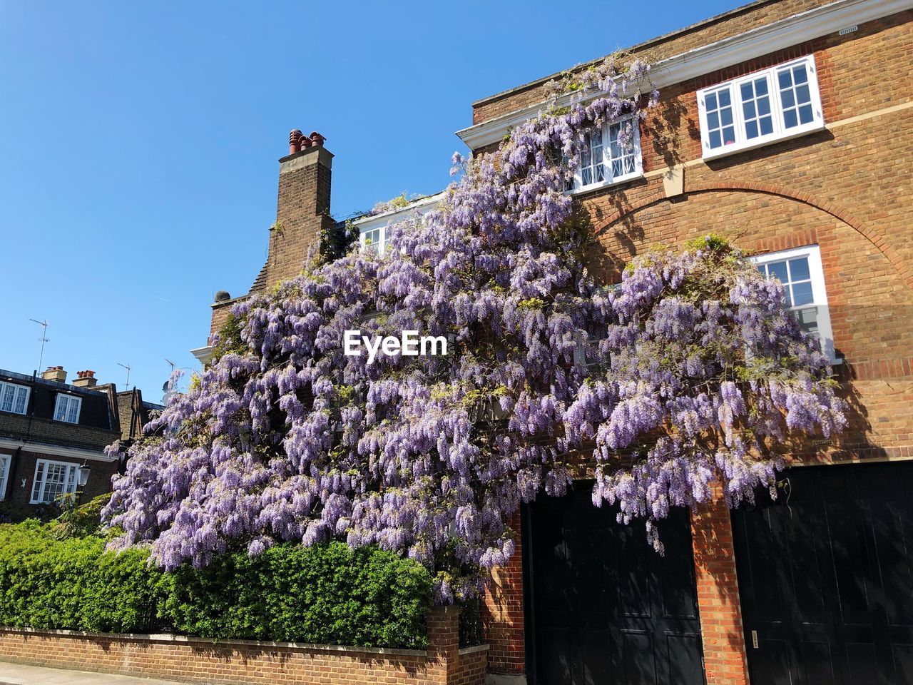 LOW ANGLE VIEW OF PURPLE FLOWERING PLANT BY BUILDING AGAINST SKY