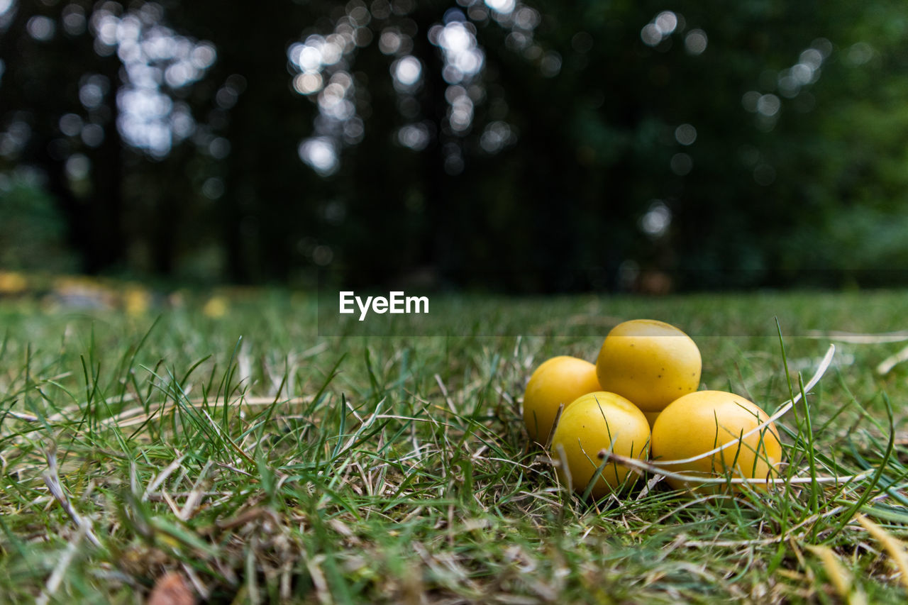 Close-up of yellow fruits om grassy field