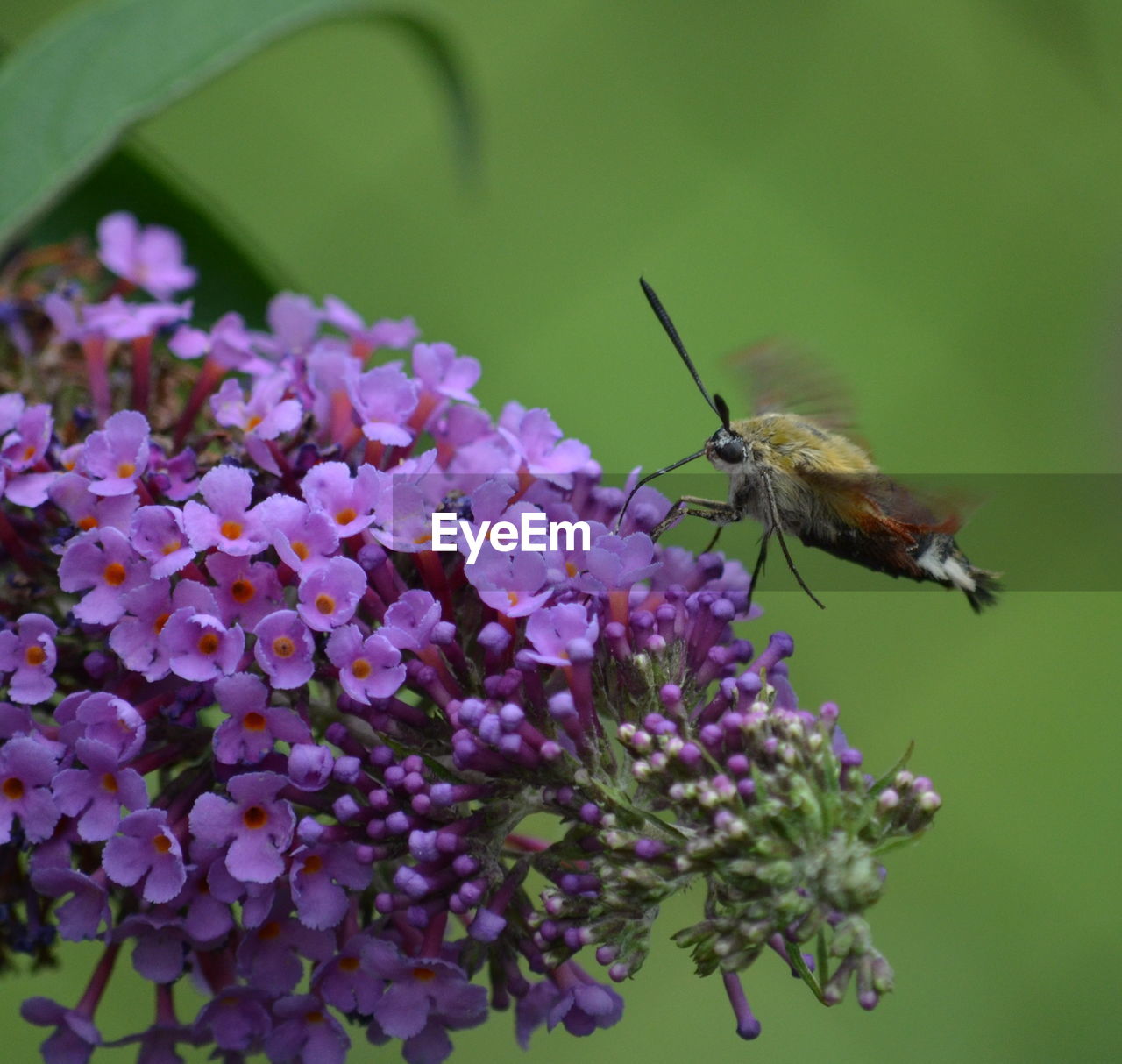 CLOSE-UP OF INSECT POLLINATING ON PURPLE FLOWERS