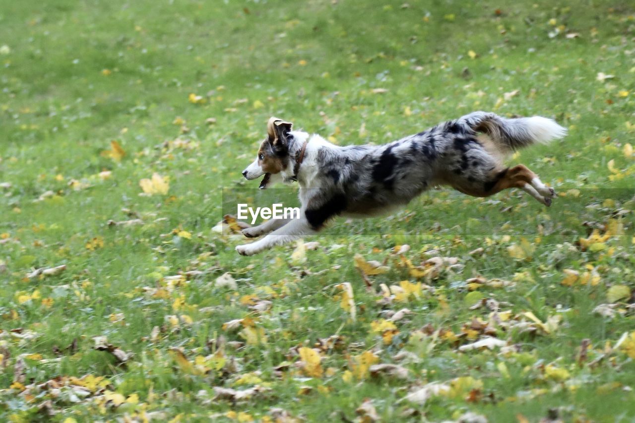 DOG RUNNING ON GRASS