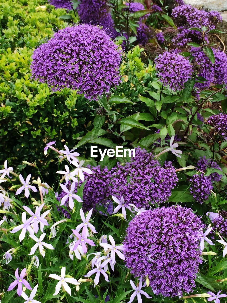 CLOSE-UP OF PURPLE FLOWERS IN GARDEN