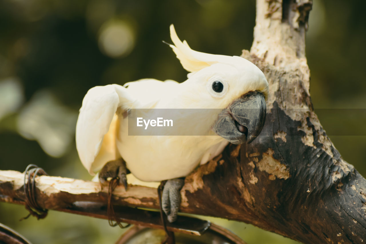 Close-up of a bird