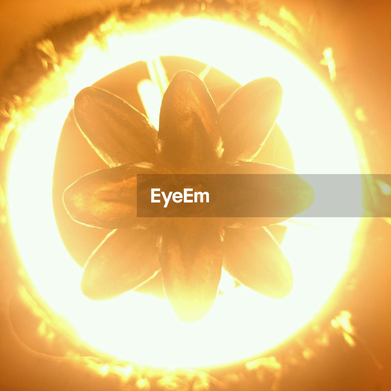 CLOSE-UP OF YELLOW FLOWERS