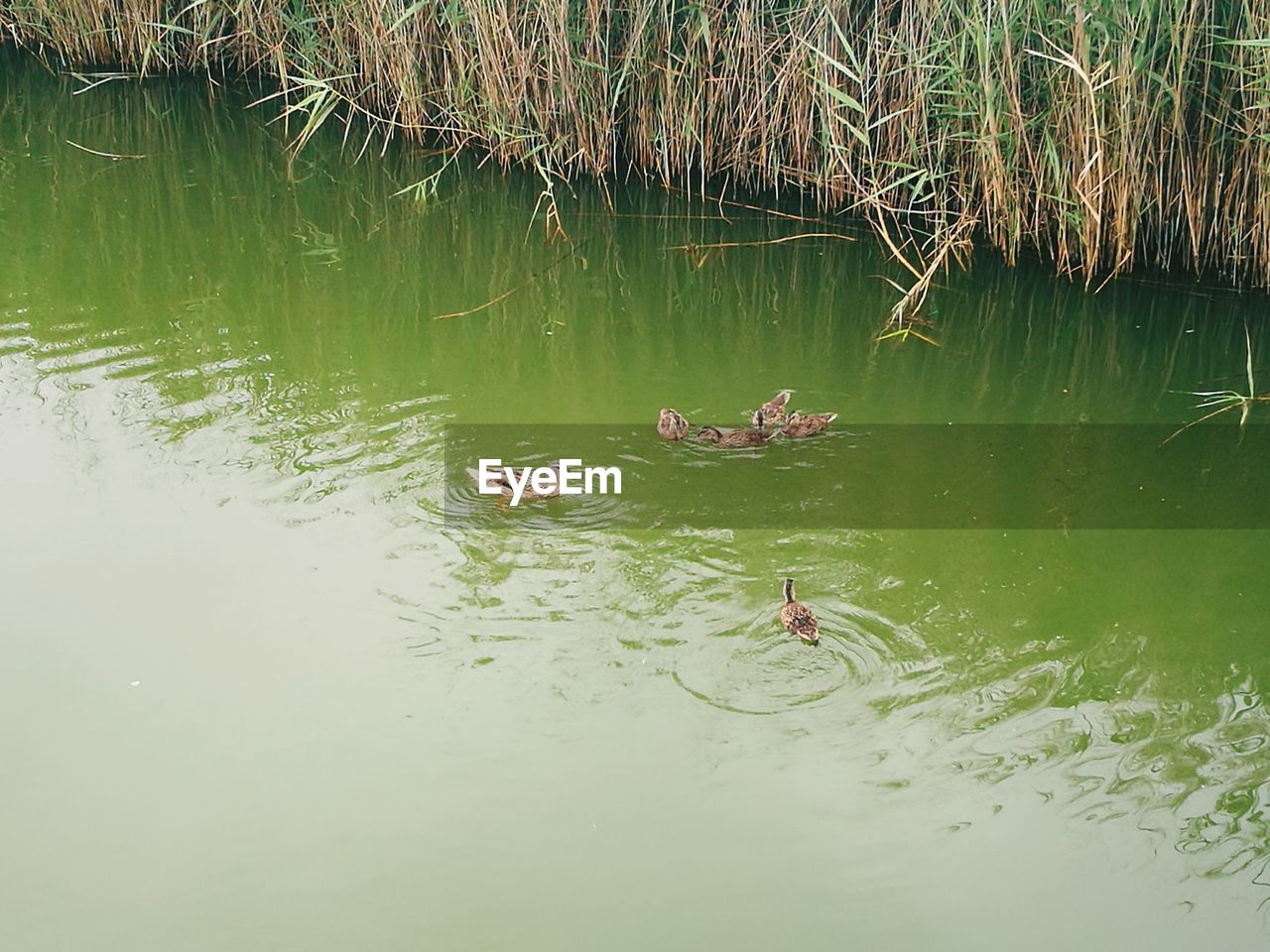 DUCKS FLOATING ON WATER