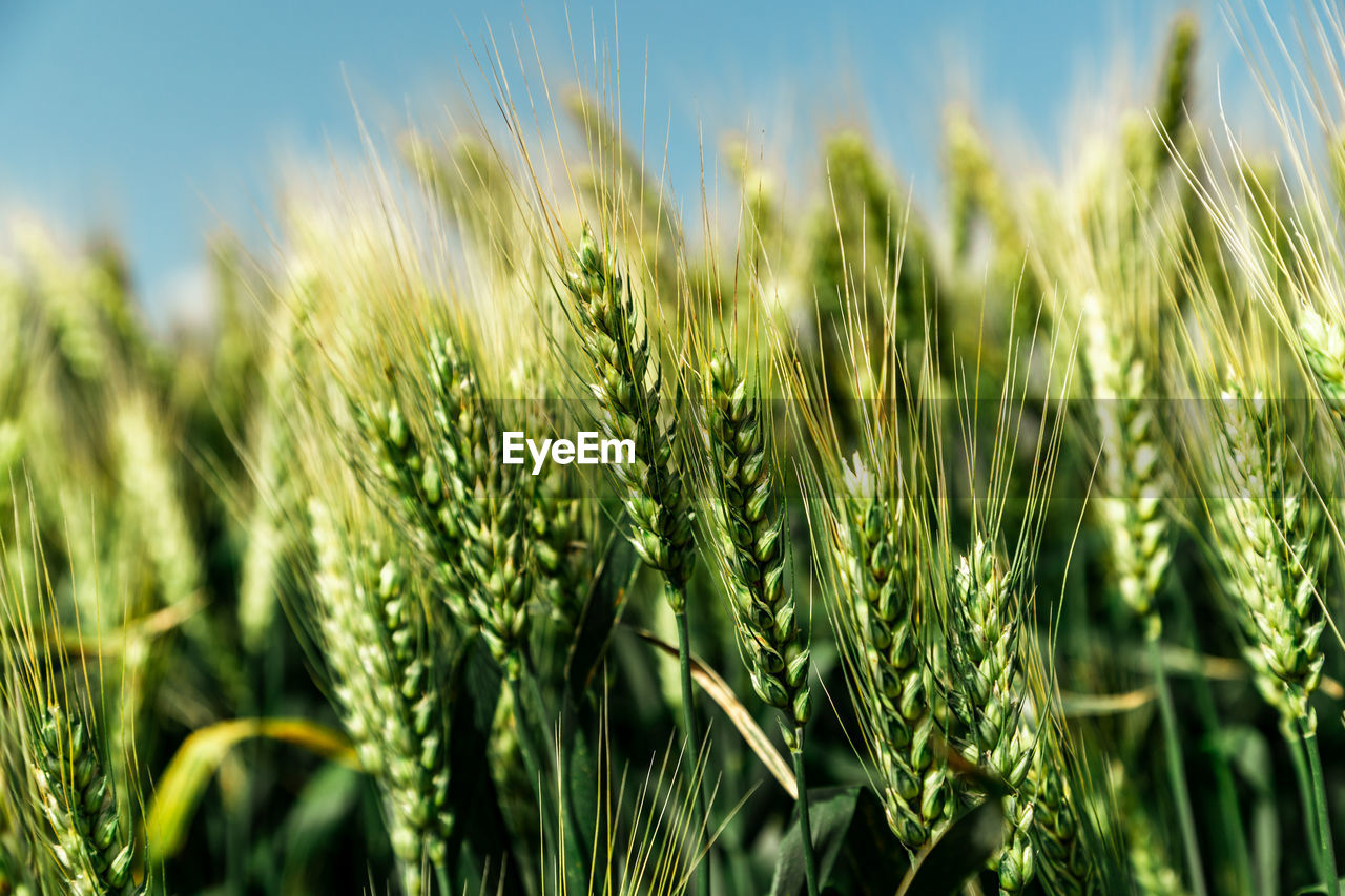 close-up of wheat growing outdoors