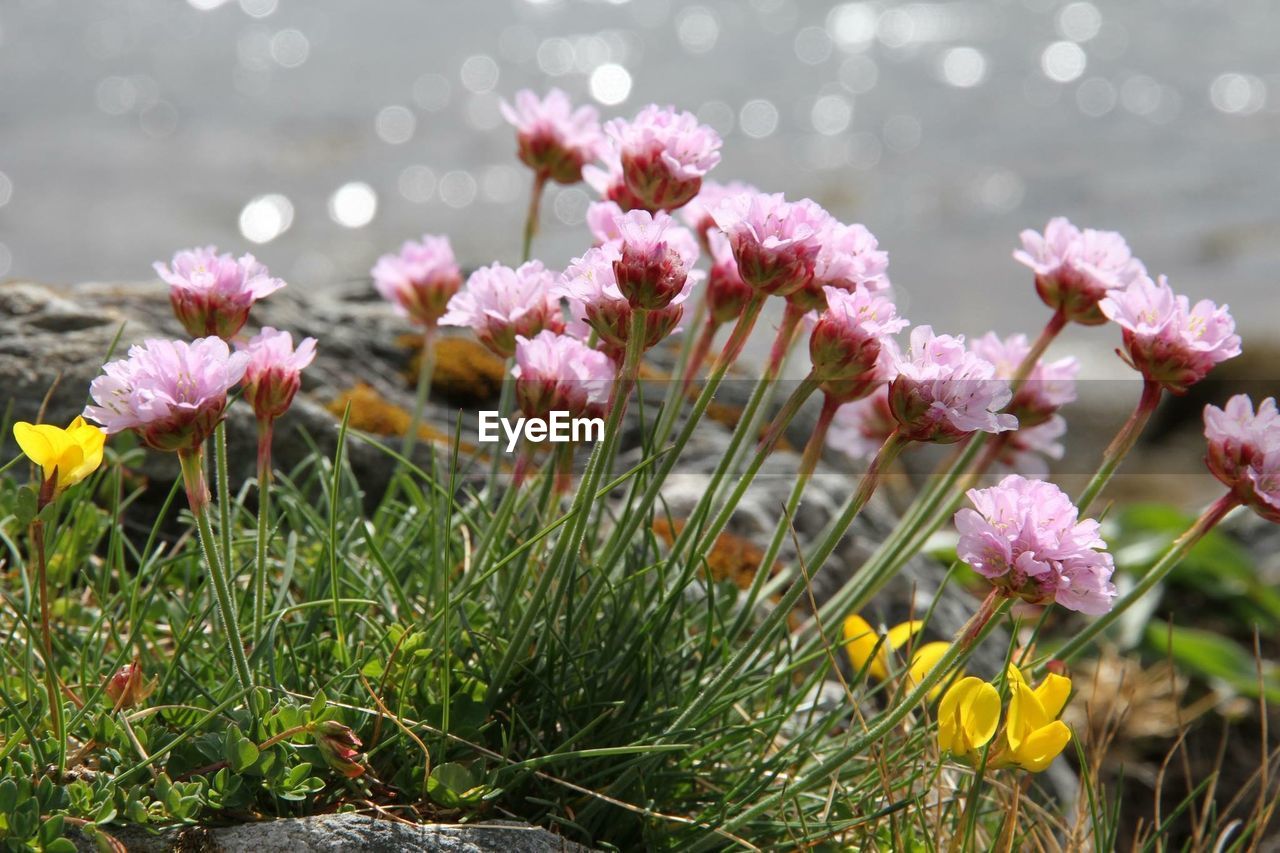 Close-up of pink flowering plants