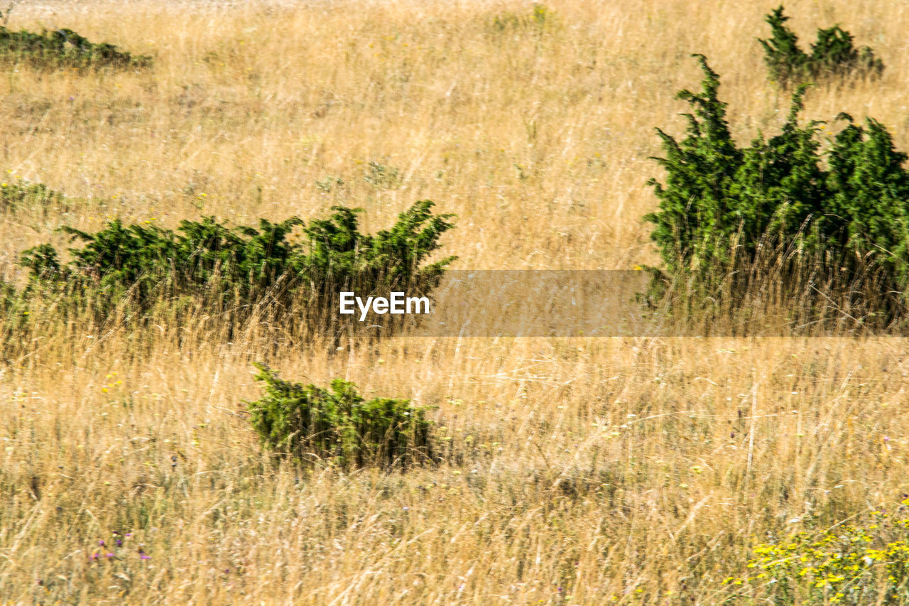 Plants growing on field, dorres