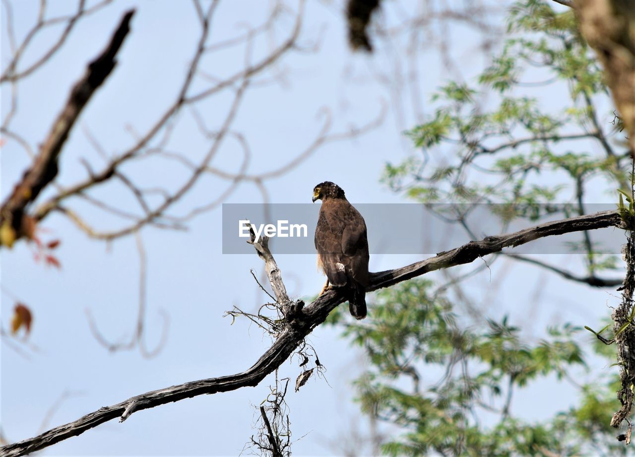 animal wildlife, animal, tree, animal themes, wildlife, bird, branch, plant, perching, nature, one animal, bird of prey, low angle view, no people, beauty in nature, outdoors, sky, full length, tourism, wilderness, hawk, safari, focus on foreground