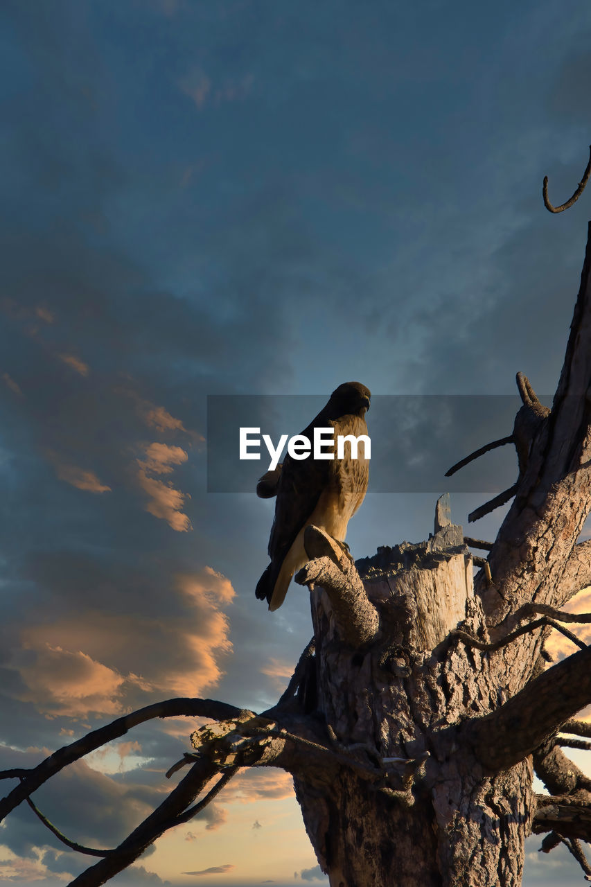 LOW ANGLE VIEW OF BIRD PERCHING ON BRANCH