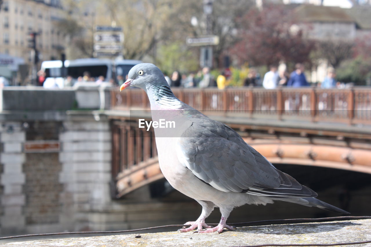 Close-up of seagull perching on wall