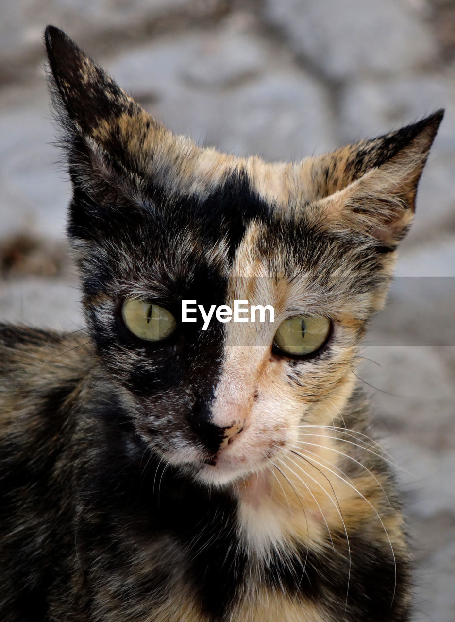 PORTRAIT OF TABBY CAT