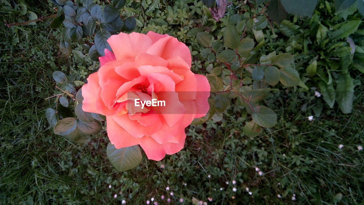 CLOSE-UP OF ROSE BLOOMING OUTDOORS